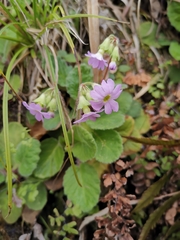 Primula obconica