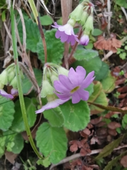 Primula obconica