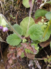 Primula obconica