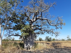 Adansonia gregorii