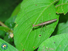 Bantia