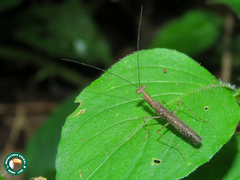 Bantia