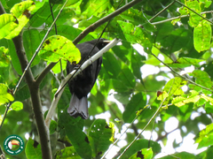 Tachyphonus coronatus