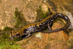 Plethodon petraeus