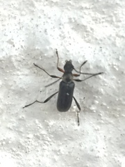 Grammoptera ruficornis