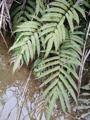 Menisciopsis penangiana