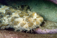 Orectolobus halei