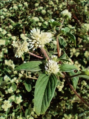 Gomphrena fuscipellita