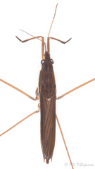 Limnoporus rufoscutellatus