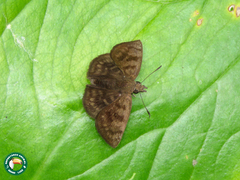 Nisoniades brazia