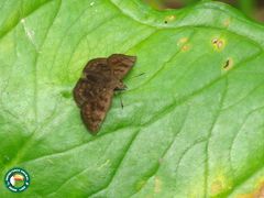 Nisoniades brazia