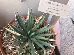 Agave × arizonica