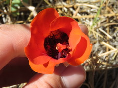 Calochortus kennedyi