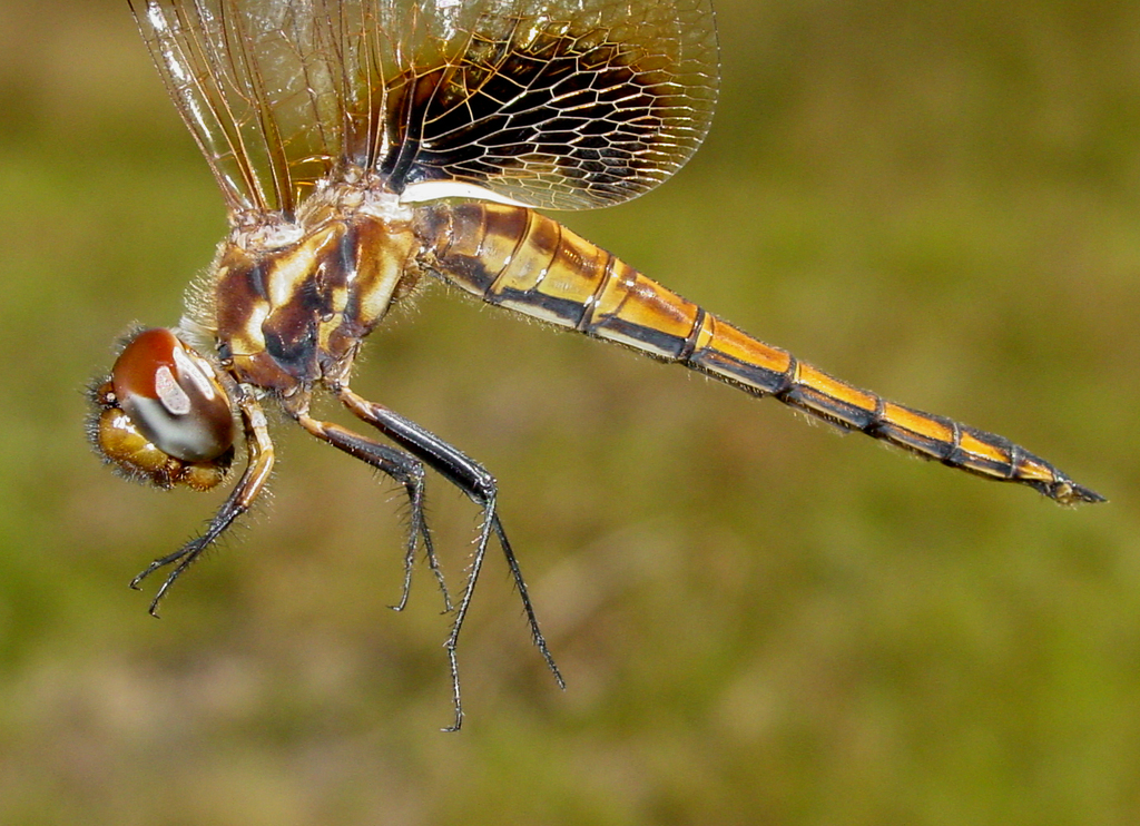 Hyacinth Glider