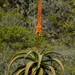 Uitenhage Aloe - Photo (c) Adriaan Grobler, some rights reserved (CC BY-NC), uploaded by Adriaan Grobler