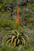 Uitenhage Aloe - Photo (c) Adriaan Grobler, some rights reserved (CC BY-NC), uploaded by Adriaan Grobler