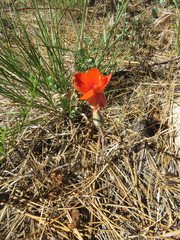 Calochortus kennedyi