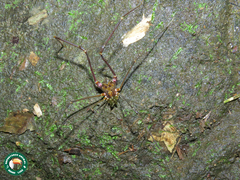 Goniosoma roridum
