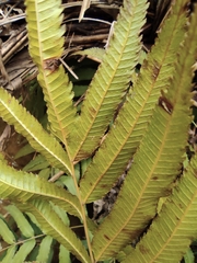 Menisciopsis penangiana