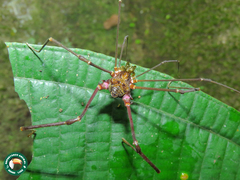 Goniosoma roridum