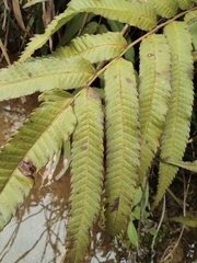 Menisciopsis penangiana