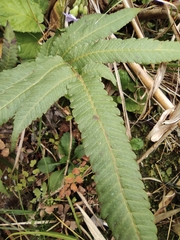 Menisciopsis penangiana