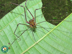 Goniosoma roridum