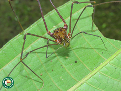 Goniosoma roridum