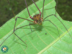 Goniosoma roridum