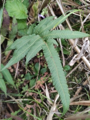 Menisciopsis penangiana