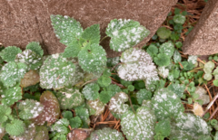 Neoerysiphe galeopsidis