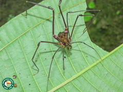 Goniosoma roridum