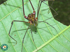 Goniosoma roridum