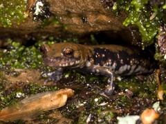 Plethodon petraeus