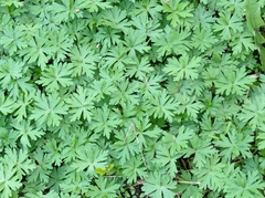 Geranium sibiricum