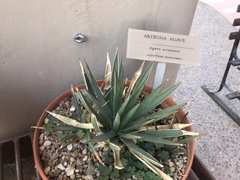 Agave × arizonica