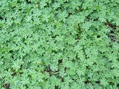 Geranium sibiricum