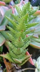 Aloe juvenna