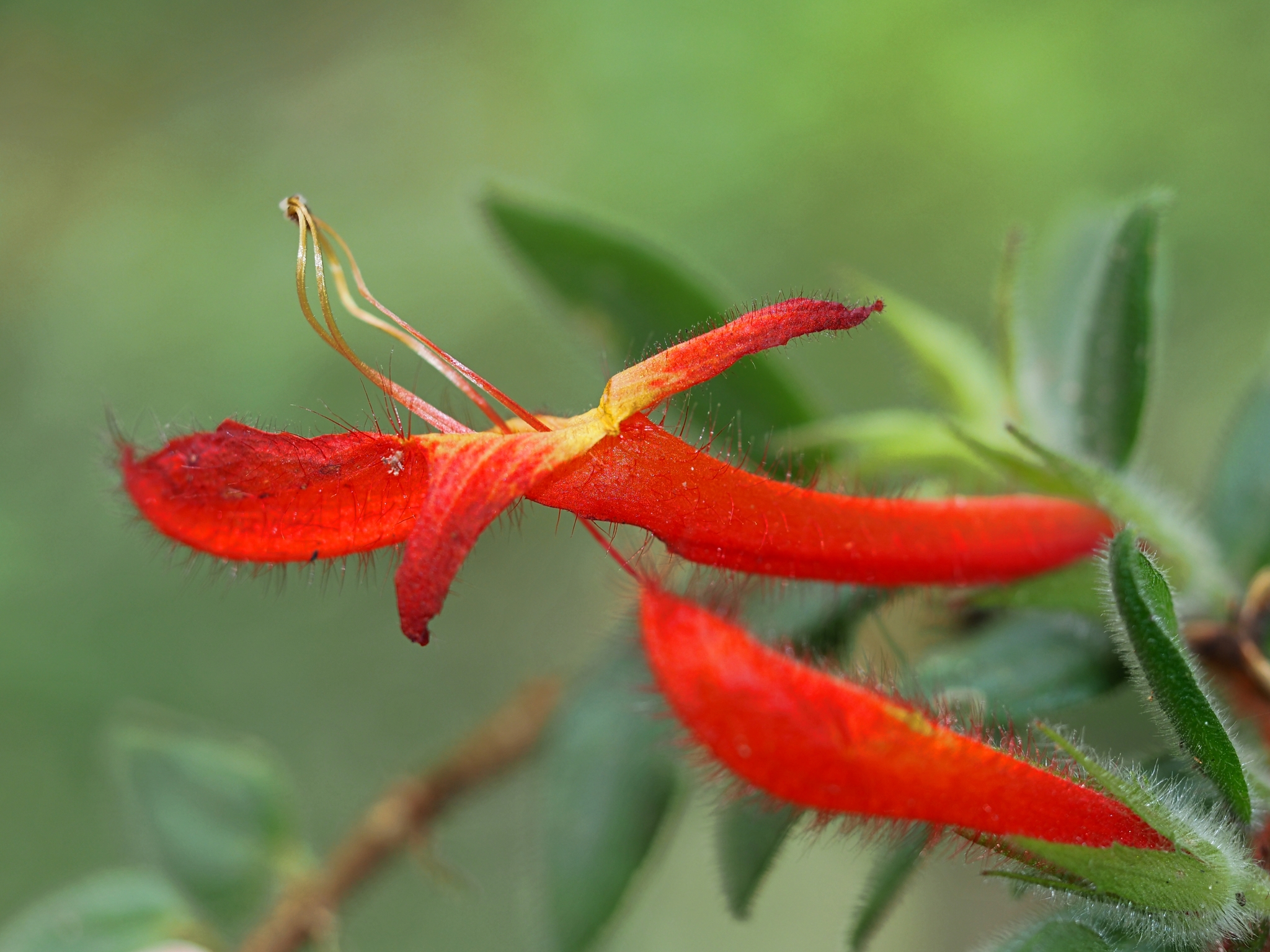 Columnea hirta