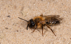 Andrena bimaculata