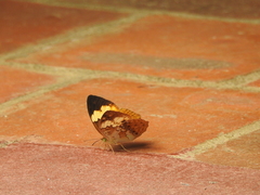 Cupha erymanthis maja