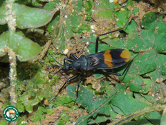 Rasahus maculipennis