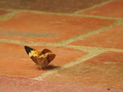 Cupha erymanthis maja