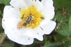 Capsodes