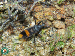 Rasahus maculipennis