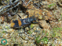 Rasahus maculipennis