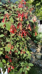 Fuchsia triphylla