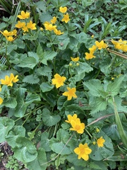Caltha palustris