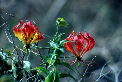 Gloriosa image