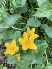 Caltha palustris